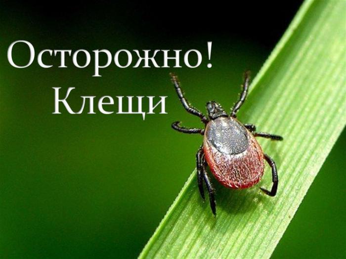 В подмосковных лесах активизировались клещи
